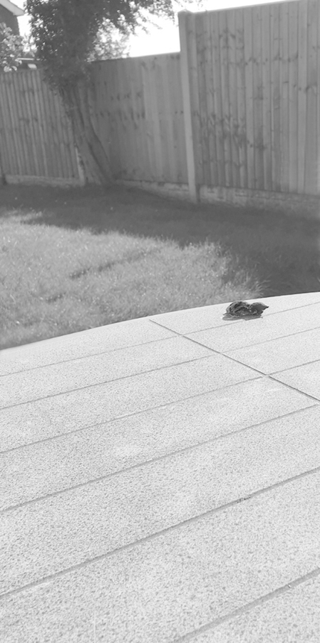 11_A baby bird or is it